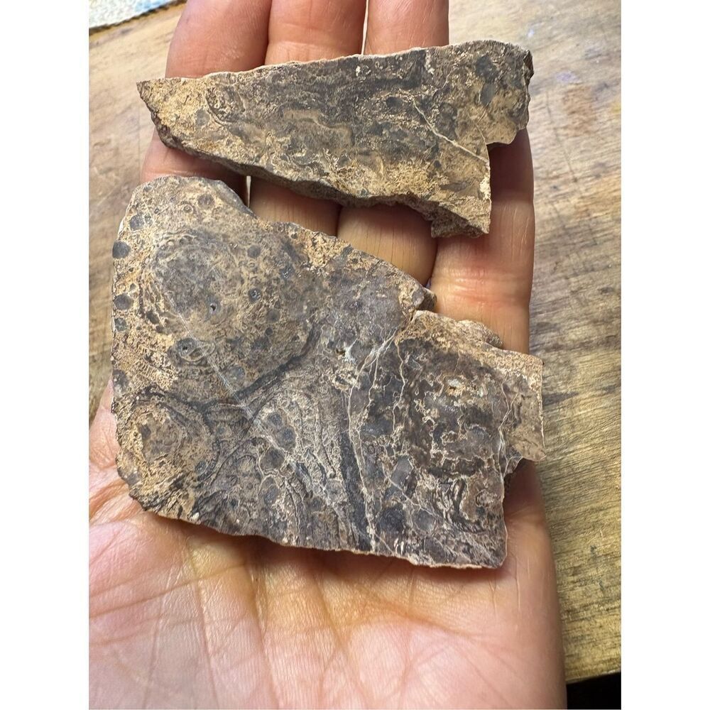 Petrified Wood Slabs (2)